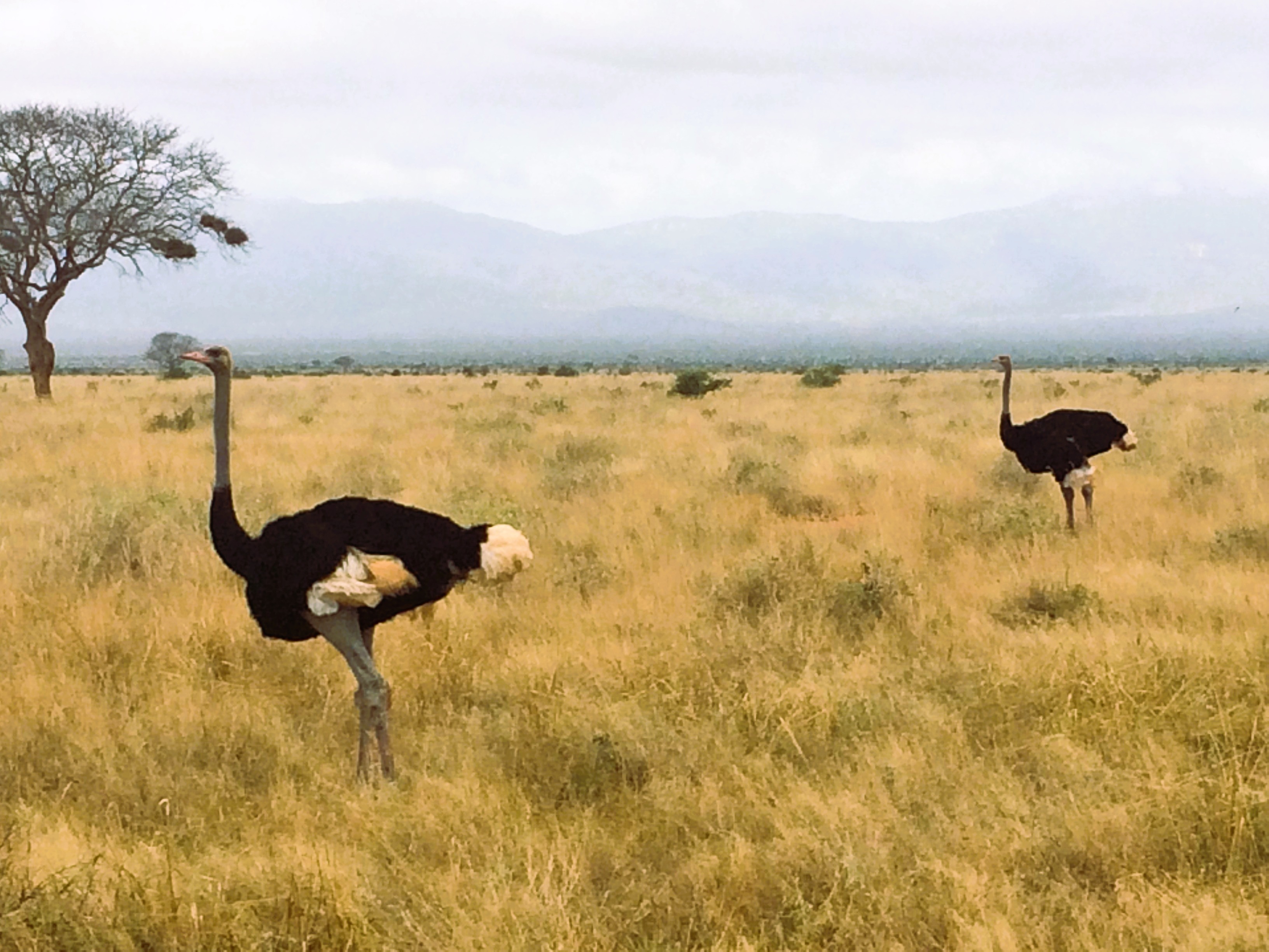 Ostriches in Tsavo East, Kenya